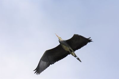 Low angle view of gray heron flying against clear sky