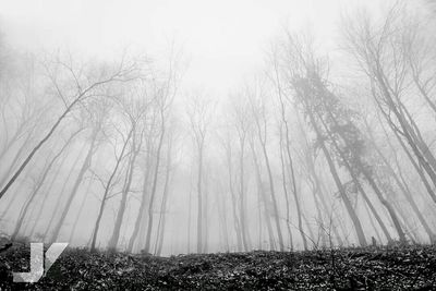 Bare trees in forest