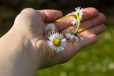 Close-up of hand holding flowers