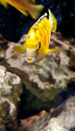 Close-up of fish underwater