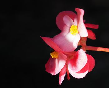 Close-up of pink hibiscus blooming against black background