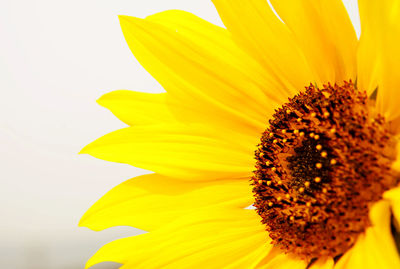 Close-up of sunflower