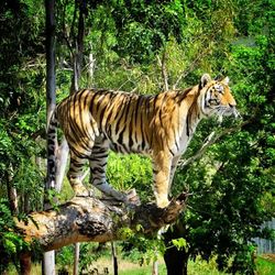 Cat in zoo