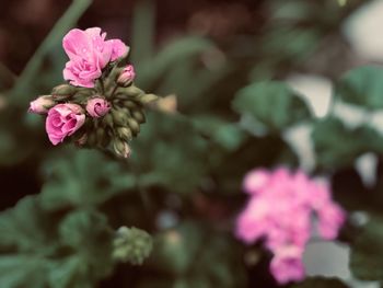 Close-up of pink flowering plant