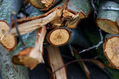 Close-up of logs in forest