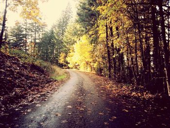 Road passing through trees