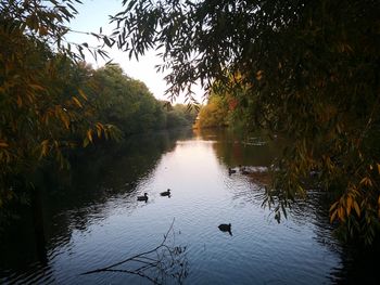 View of ducks swimming in lake