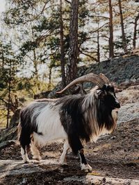 Goat standing in a field