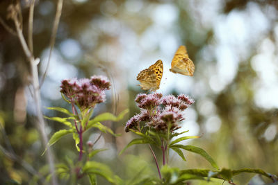 Close-up of butterfly pollinating on flower