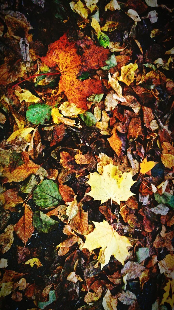 autumn, leaf, change, leaves, season, dry, fallen, nature, high angle view, tranquility, falling, maple leaf, yellow, day, outdoors, abundance, field, beauty in nature, natural pattern, no people