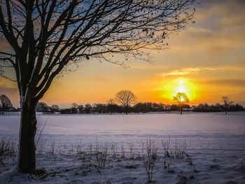 Bare trees on snow covered landscape during sunset