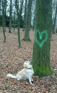 Dog standing on tree trunk