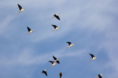 Low angle view of birds flying in sky