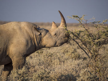 Close-up of black rhinoceros feeding on bush in arid landscape, etosha national park, namibia