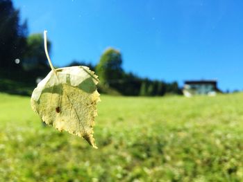 Close-up of leaf on field against clear sky