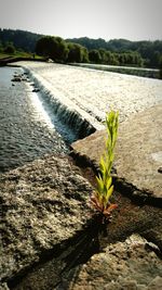 Plants in water