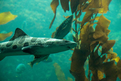 Close-up of fish swimming in aquarium