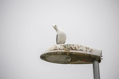 Low angle view of seagull perching on street light against clear sky