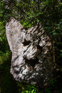 Close-up of tree trunk in forest