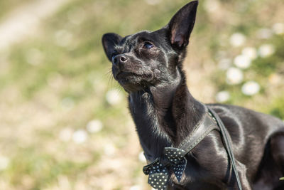 Close-up of a dog looking away