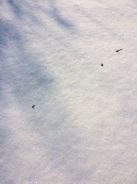 High angle view of birds on shore