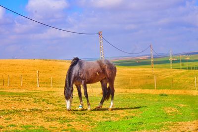 Horse in the field