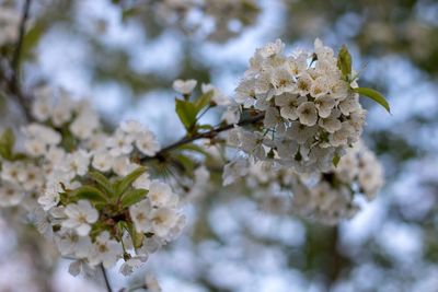 Close-up of white cherry blossom tree