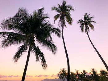 Low angle view of palm trees against sky during sunset