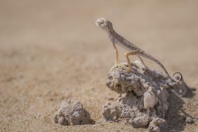 Close-up of bird on sand