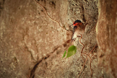 View of a bird perching on tree trunk