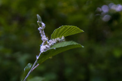nature