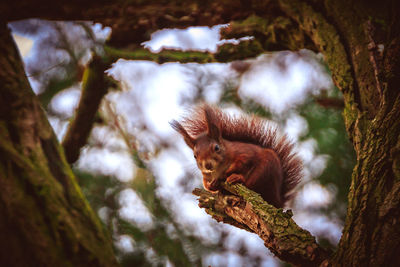 Close-up of monkey on tree in forest