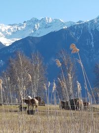 View of a horse on mountain