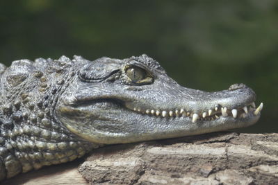 Close-up of a spectacled caiman, chester zoo, chester, cheshire, uk.