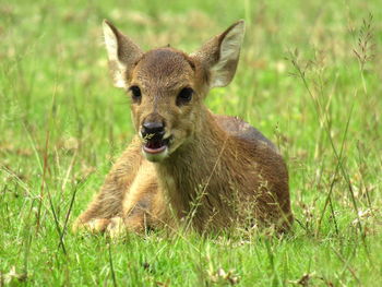 Close-up portrait of deer sitting on grass