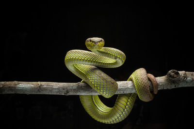 Close-up of viper on tree against black background