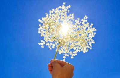 Low angle view of hand holding flowers against clear blue sky