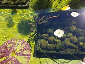 Close-up of jellyfish swimming in water