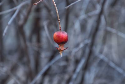 Close-up of red berries growing on tree