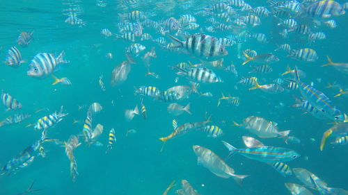 Fishes swimming in sea