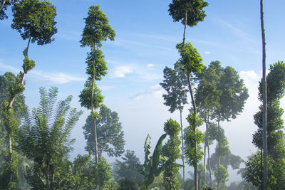 Low angle view of trees against sky