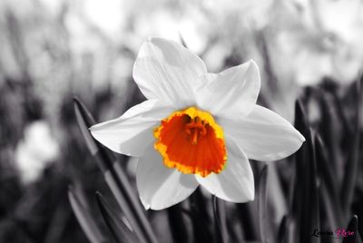 Close-up of flower blooming outdoors