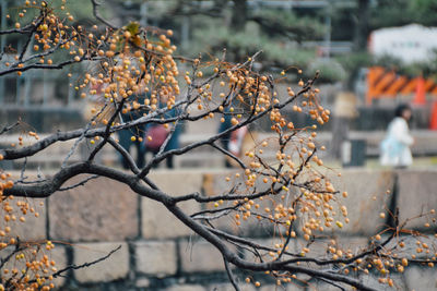 Close-up of fresh flowers on branch