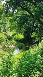 Scenic view of lake in forest