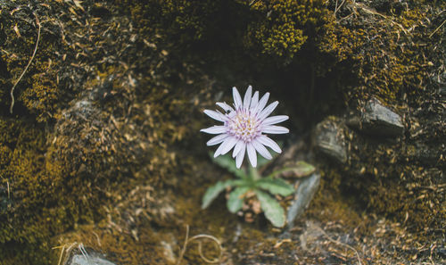 High angle view of purple flowering plant on field