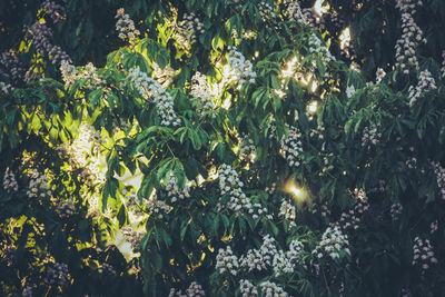 Flowers growing on tree