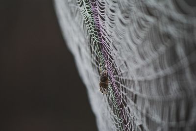 Close-up of spider on web