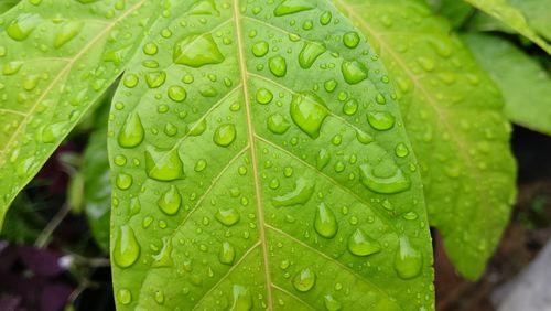 Close-up of raindrops on leaves