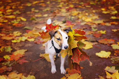 High angle view of dog on leaves during autumn