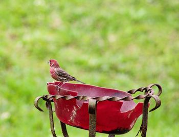 Close-up of bird perching on metal